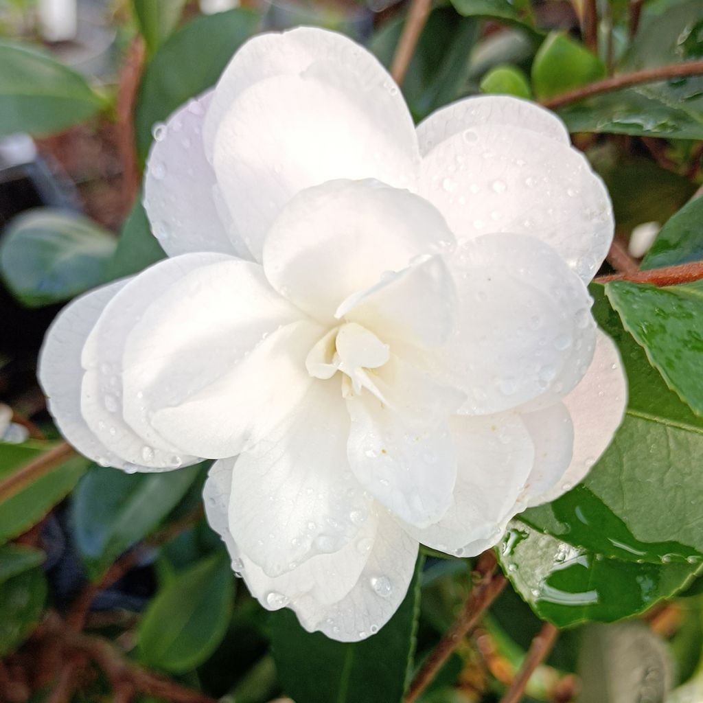 Camellia Cinnamon Cindy - Kamelie