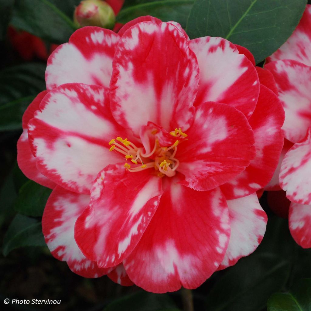 Camellia Donckelarii - Japanische Kamelie