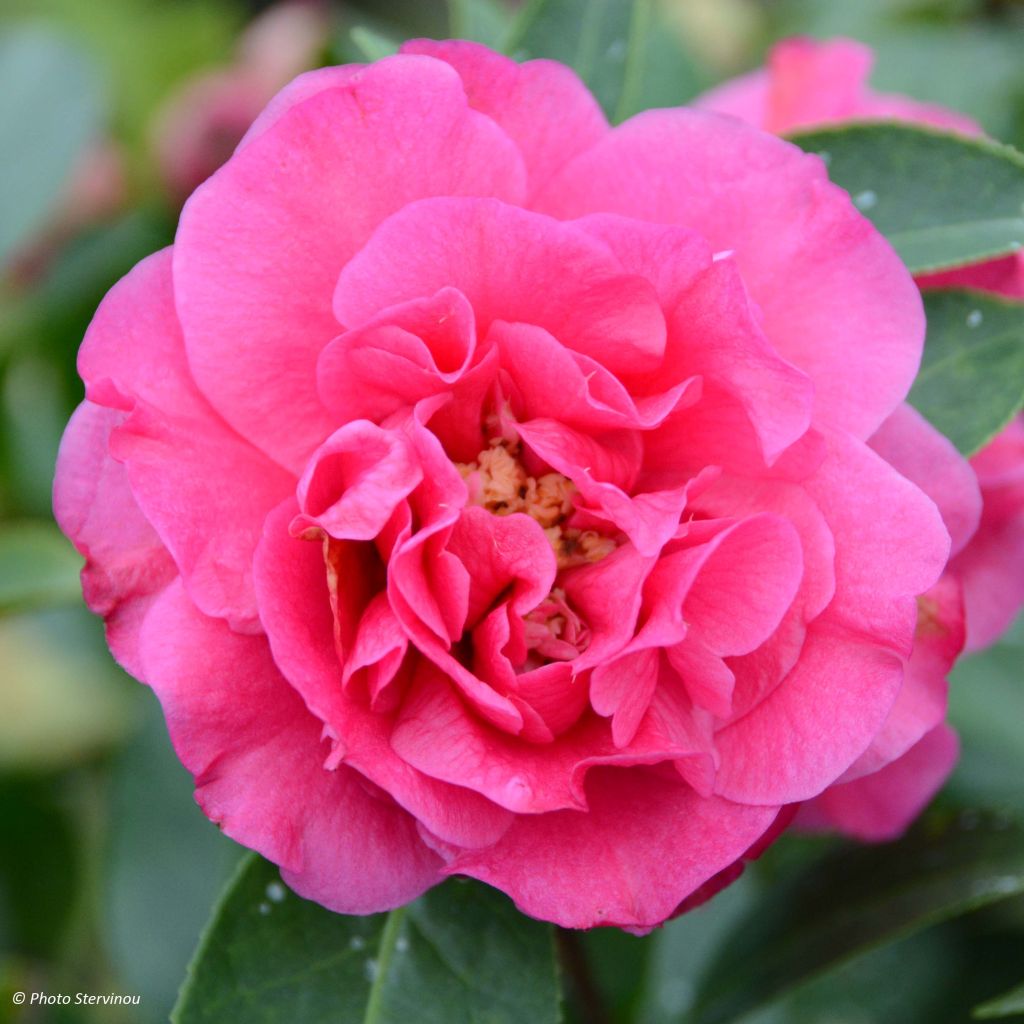 Camellia reticulata Fiesta Grande - Kamelie