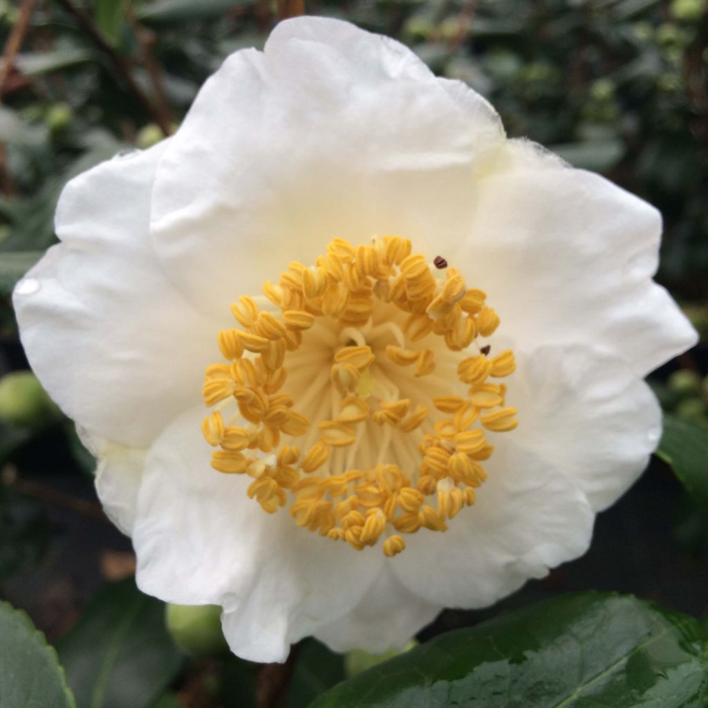 Camellia de Higo Fuji - Japanische Kamelie