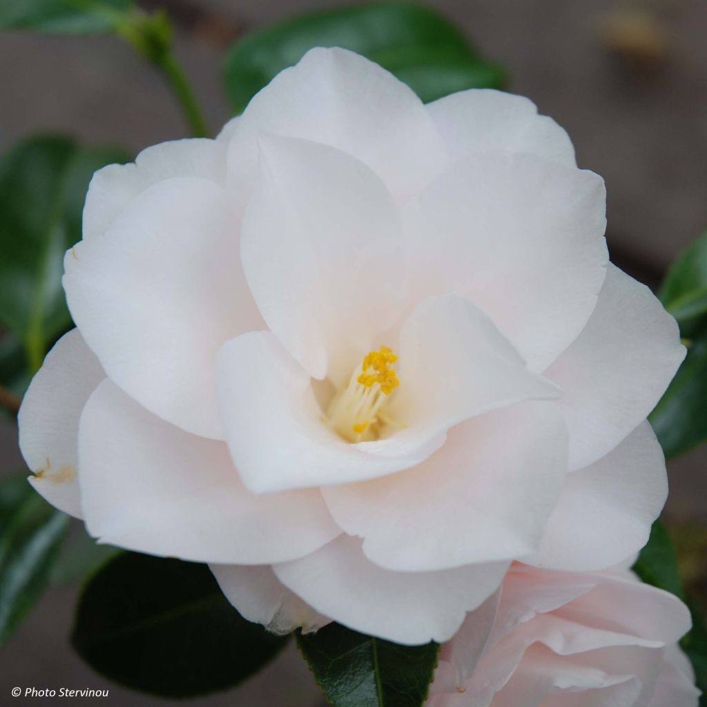 Camellia Hagoromo - Japanische Kamelie