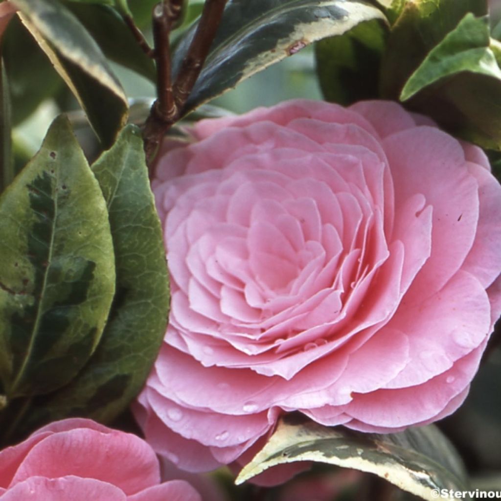 Camellia Kerguelen - Japanische Kamelie