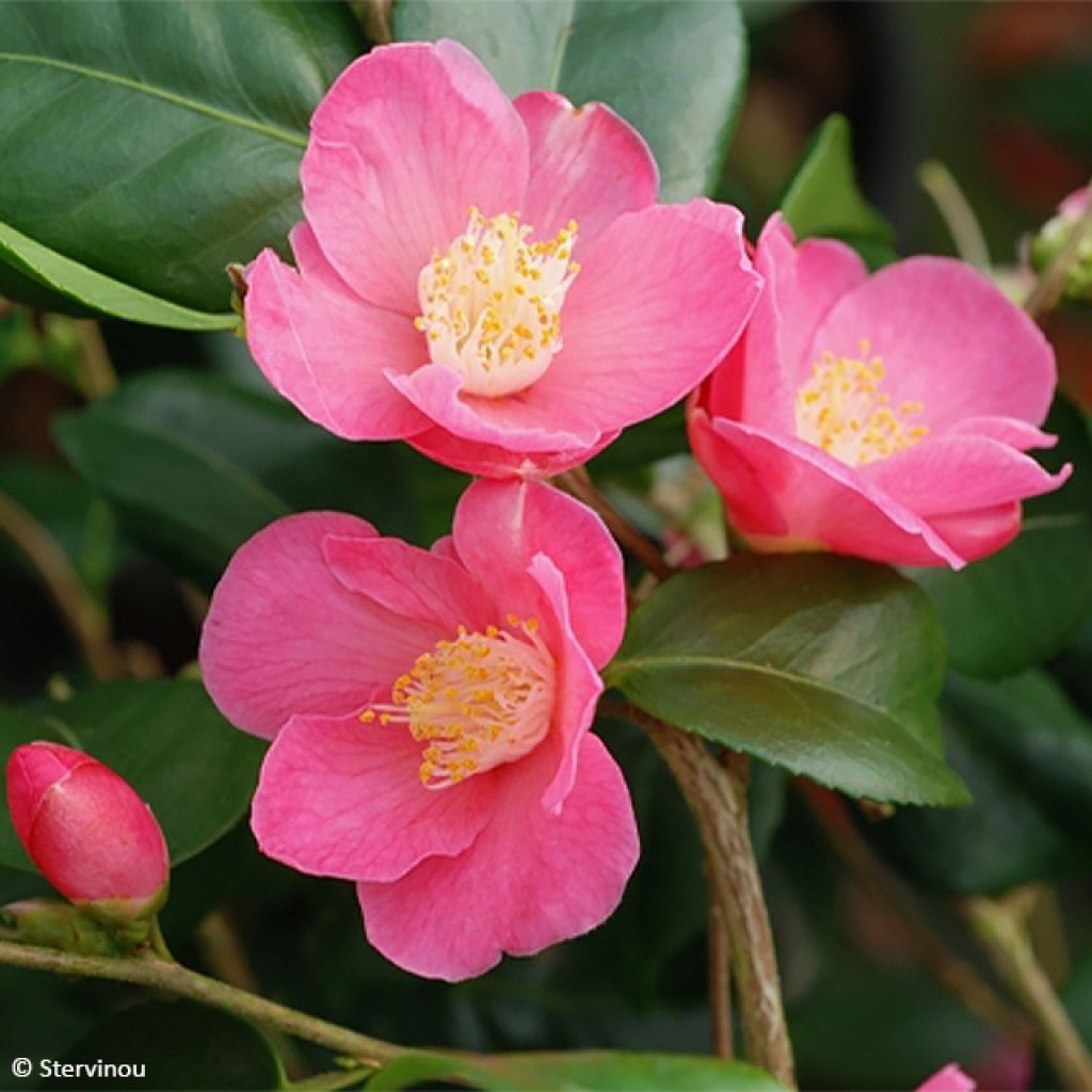 Camellia lutchuensis Koto No Kaori - Kamelie