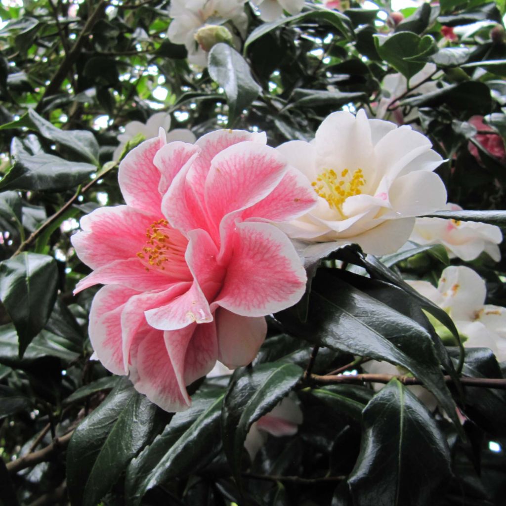 Camellia Lady Vansittart - Japanische Kamelie