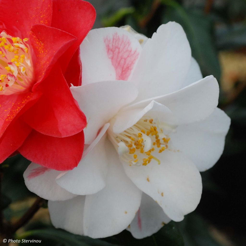 Camellia Lady Vansittart - Japanische Kamelie