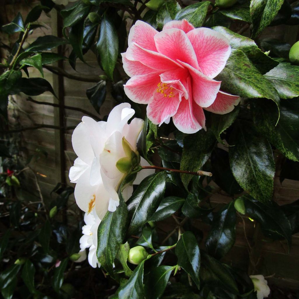 Camellia Lady Vansittart - Japanische Kamelie