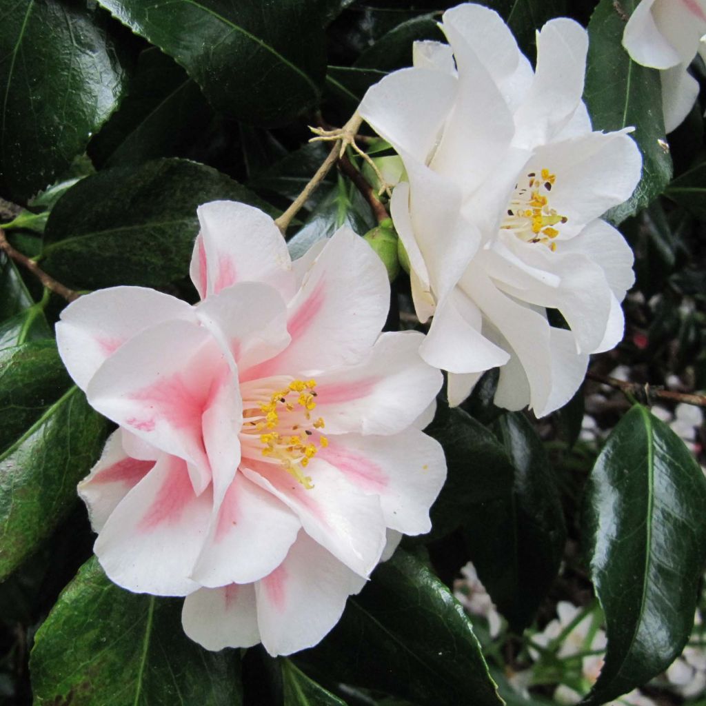 Camellia Lady Vansittart - Japanische Kamelie