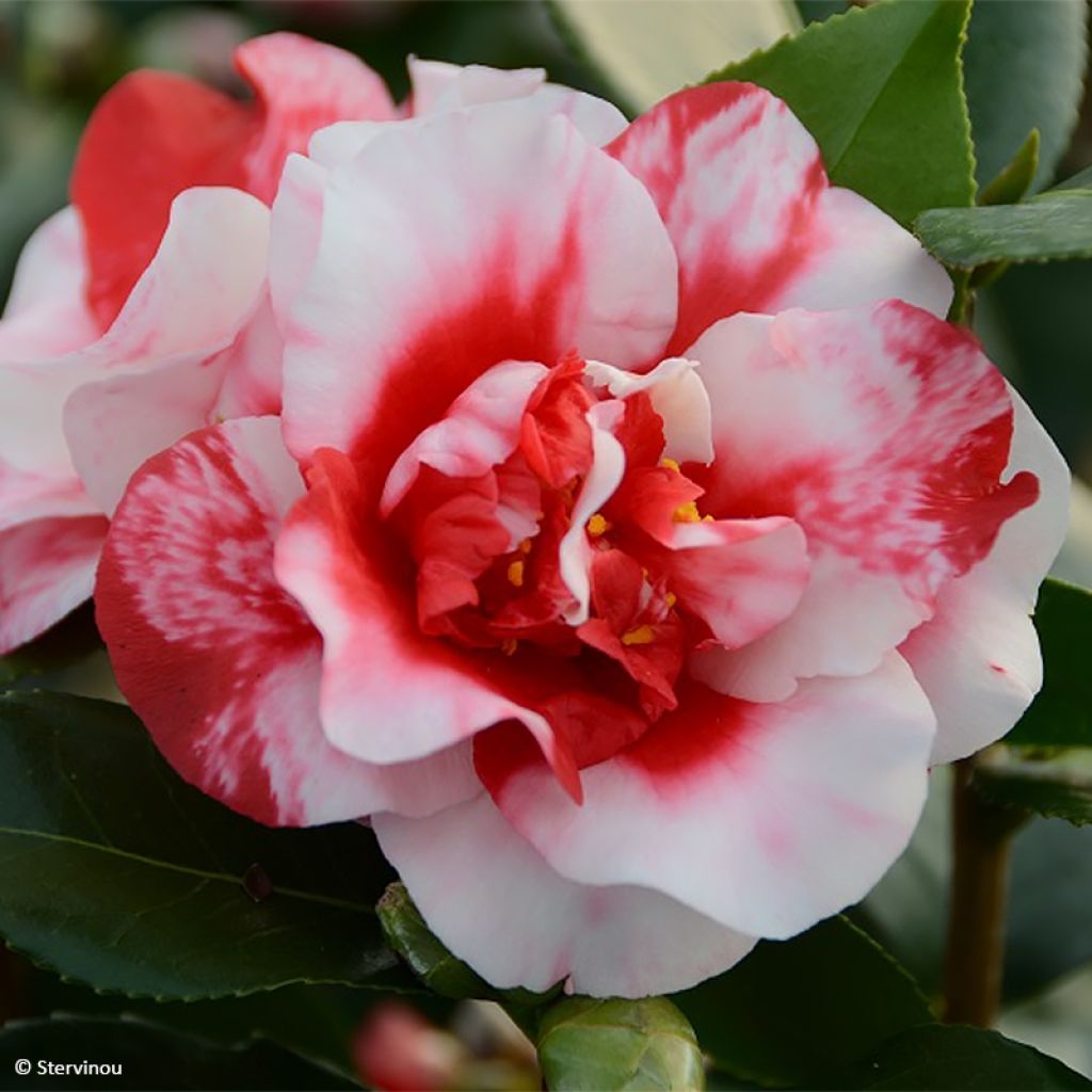 Camellia Midnight Variegated - Japanische Kamelie