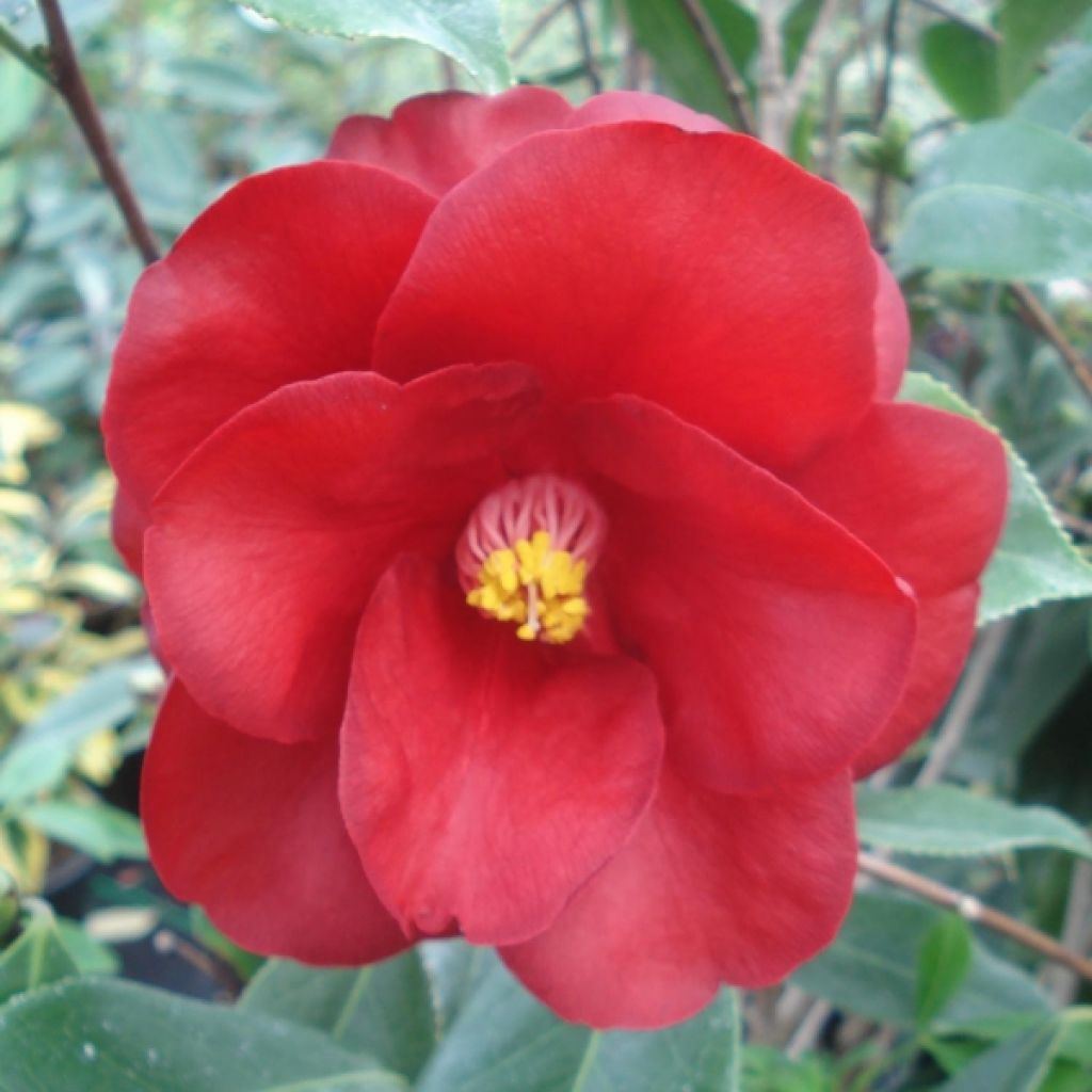 Camellia Royal Velvet - Kamelie