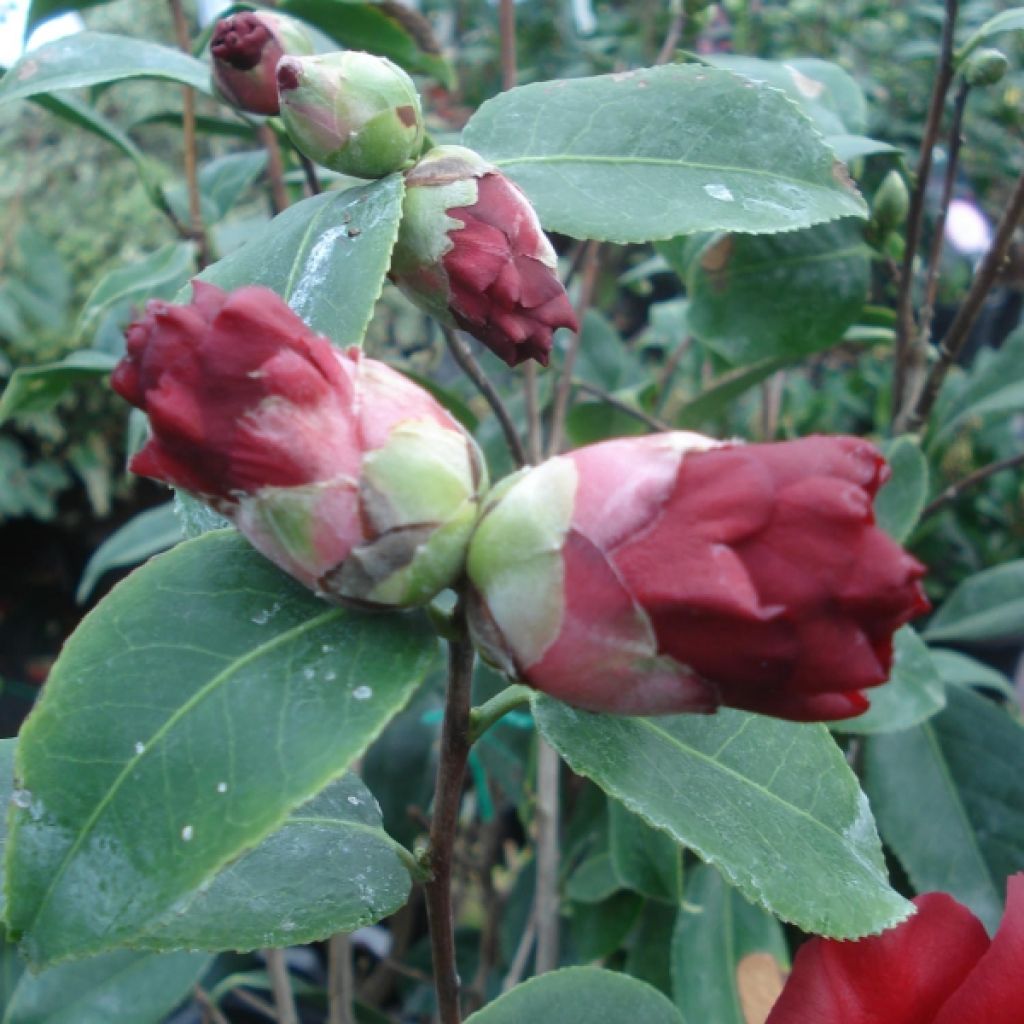 Camellia Royal Velvet - Kamelie