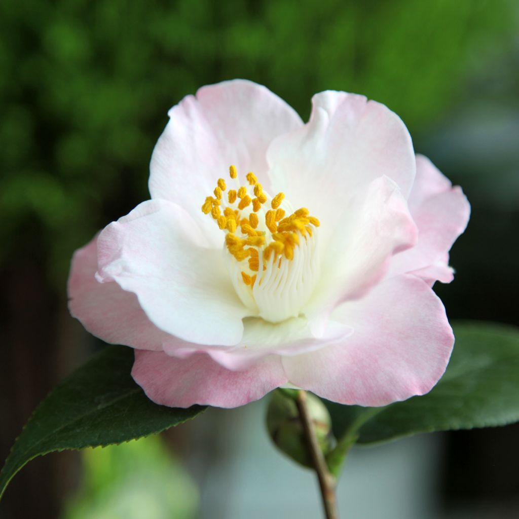 Camellia transnokoensis Transtasman - Kamelie