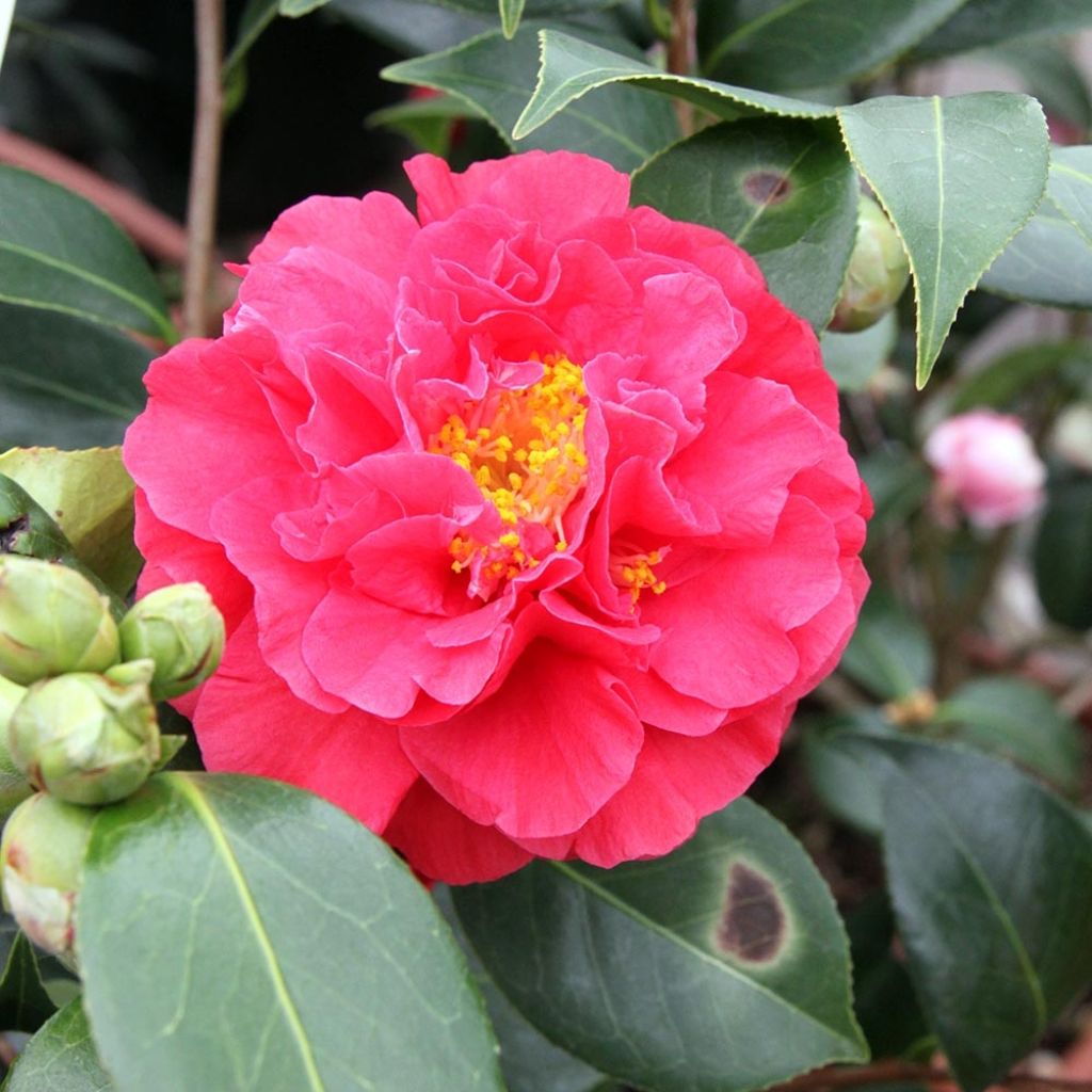 Camellia Blood of China - Japanische Kamelie