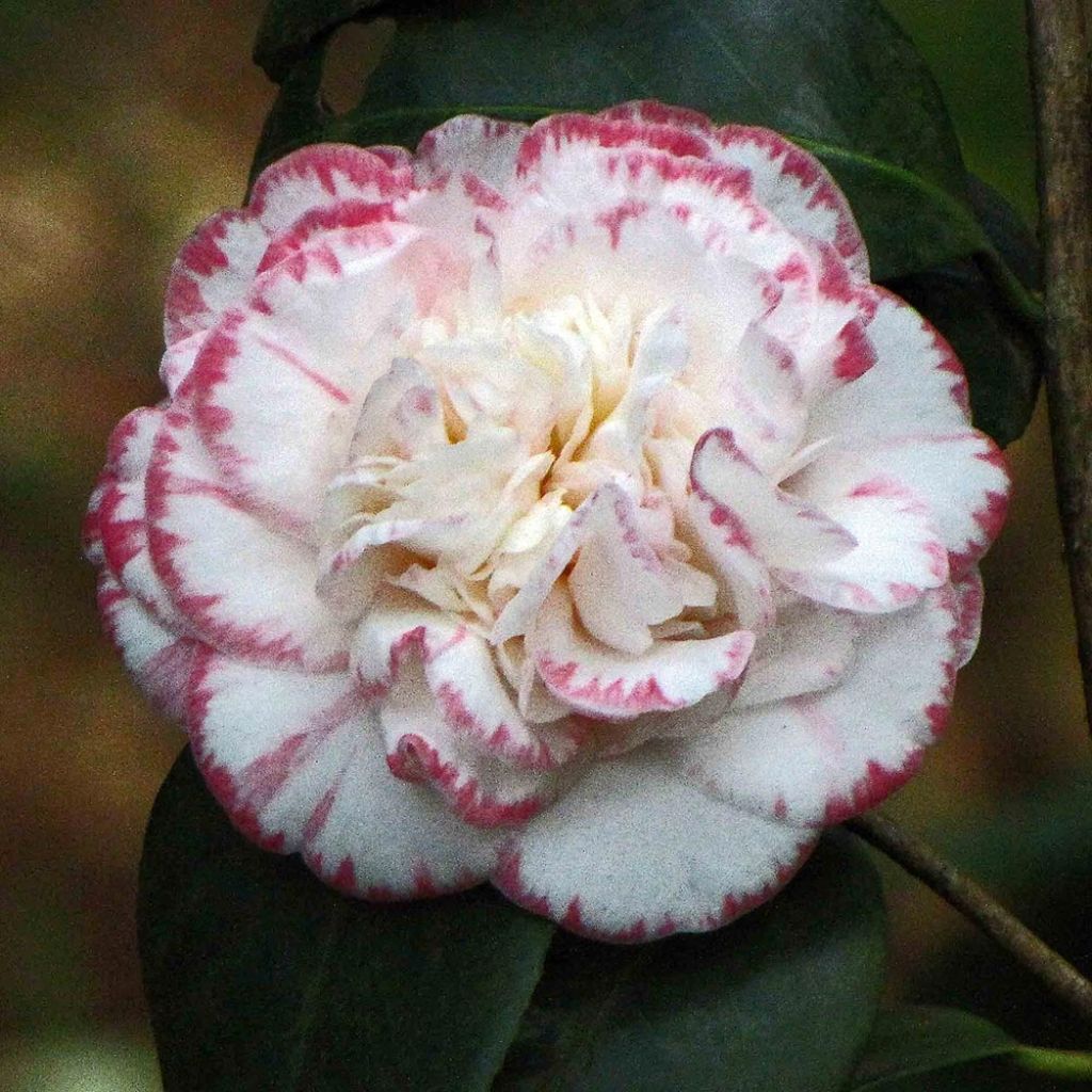 Camellia Margaret Davis - Japanische Kamelie