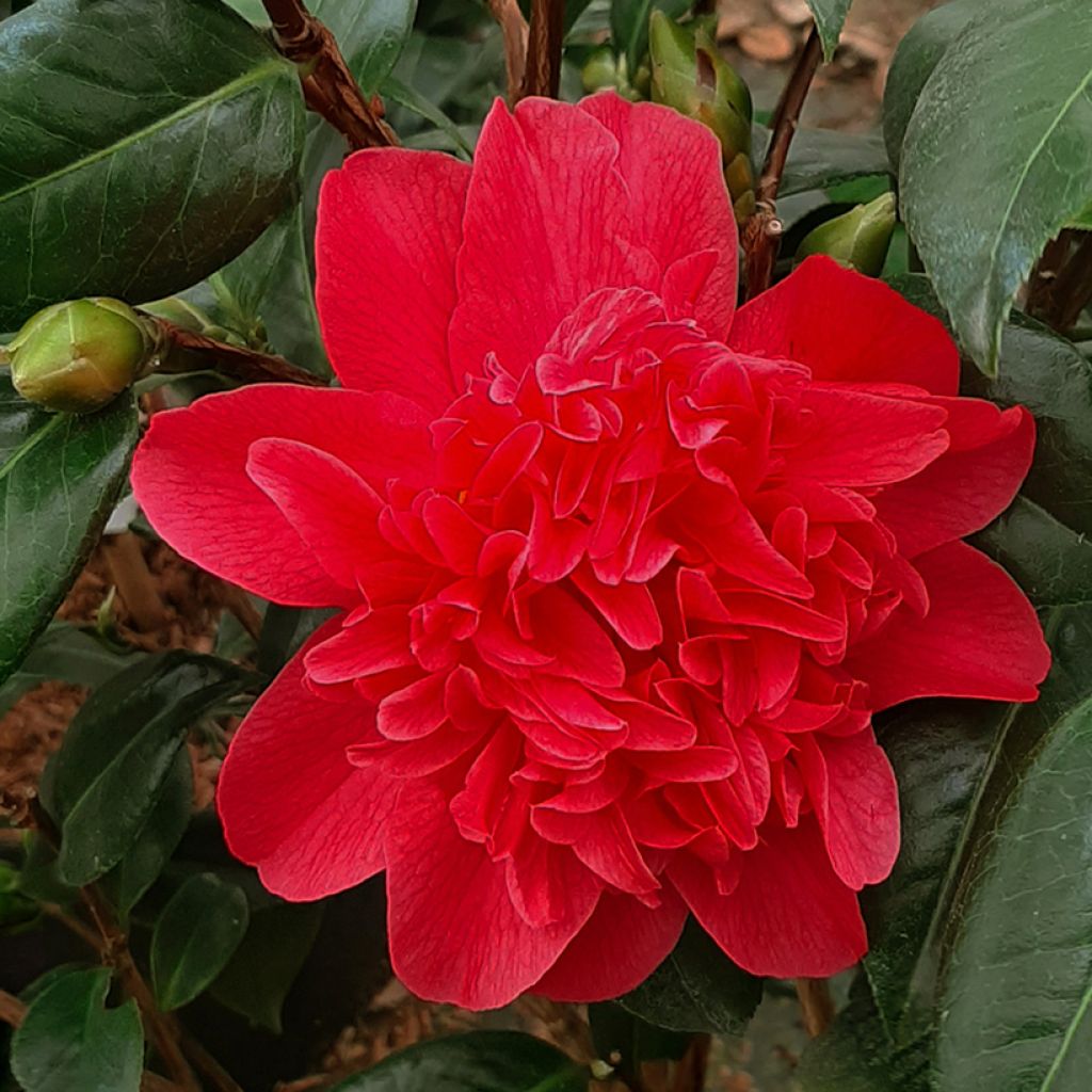 Camélia Mark Alan - Camellia japonica