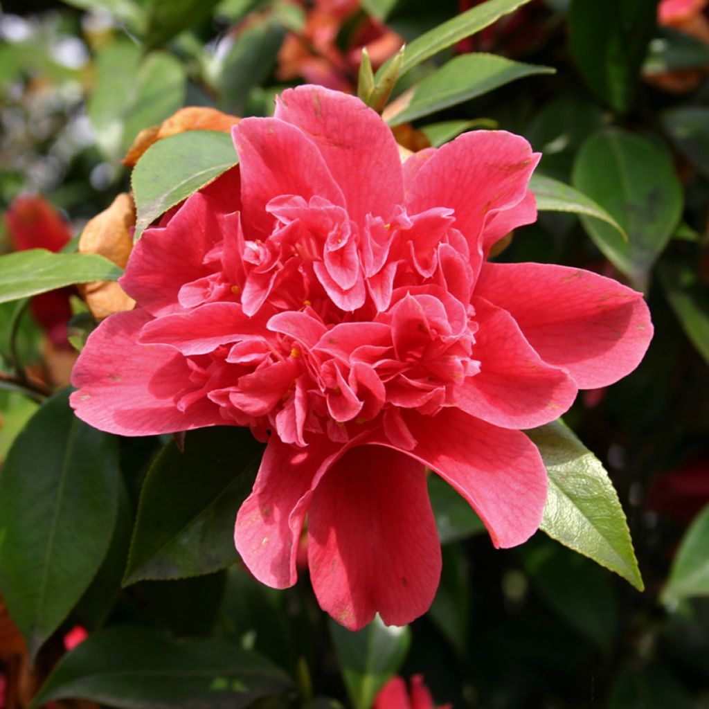 Camellia Mark Alan - Japanische Kamelie