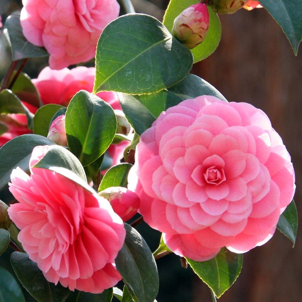 Camellia Mrs Tingley - Japanische Kamelie