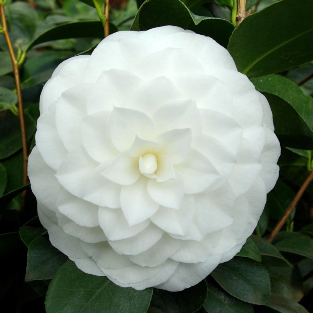 Camellia Nuccio's Gem - Japanische Kamelie