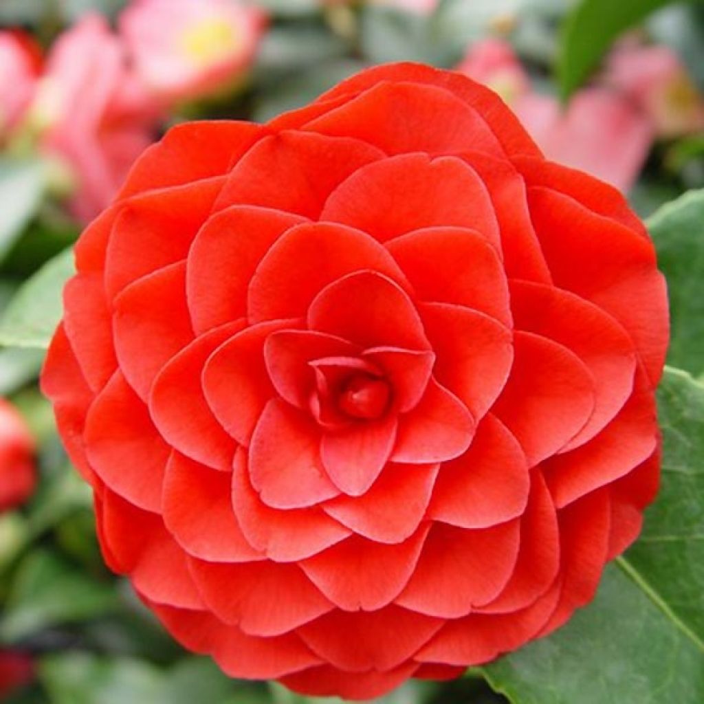 Camellia Roger Hall - Japanische Kamelie