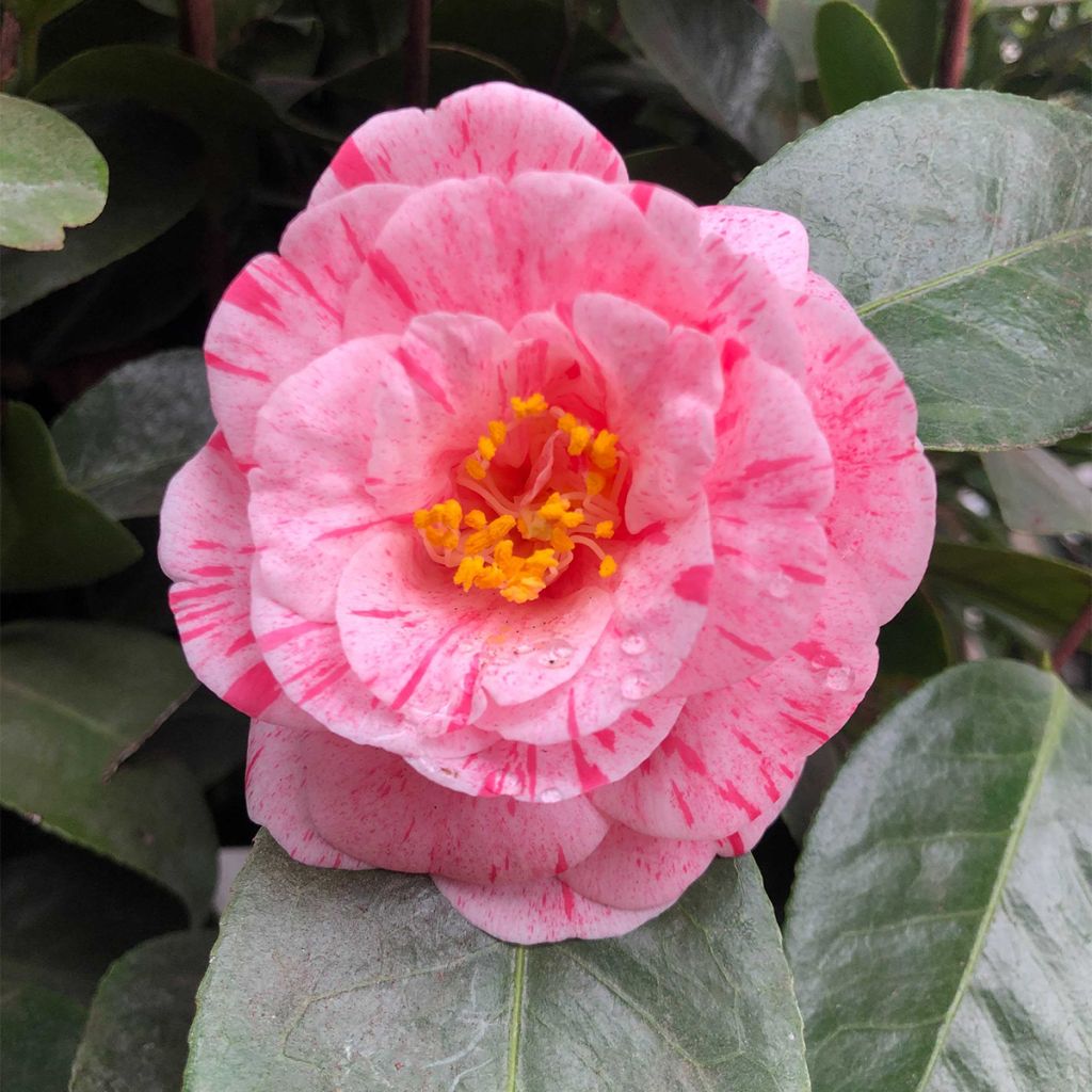 Camellia Traverso - Japanische Kamelie