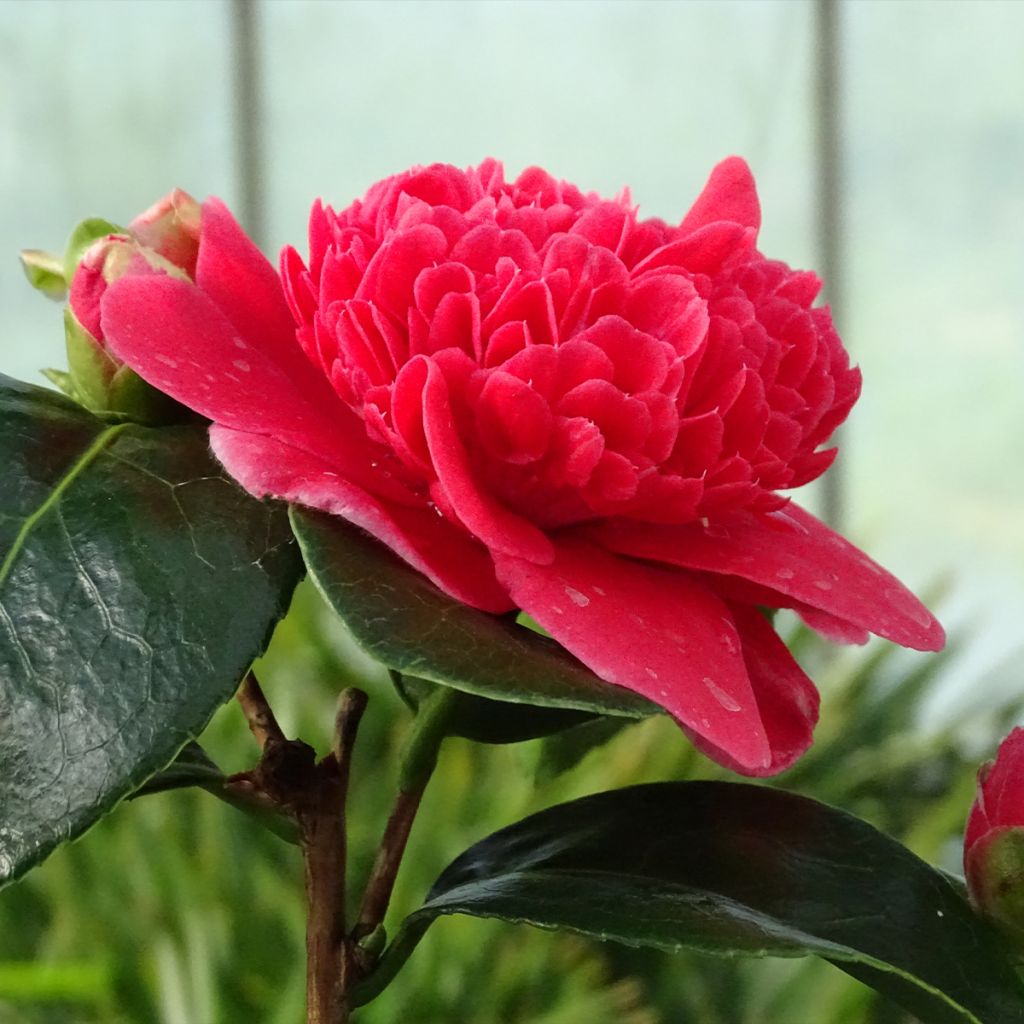 Camélia Volunteer - Camellia japonica