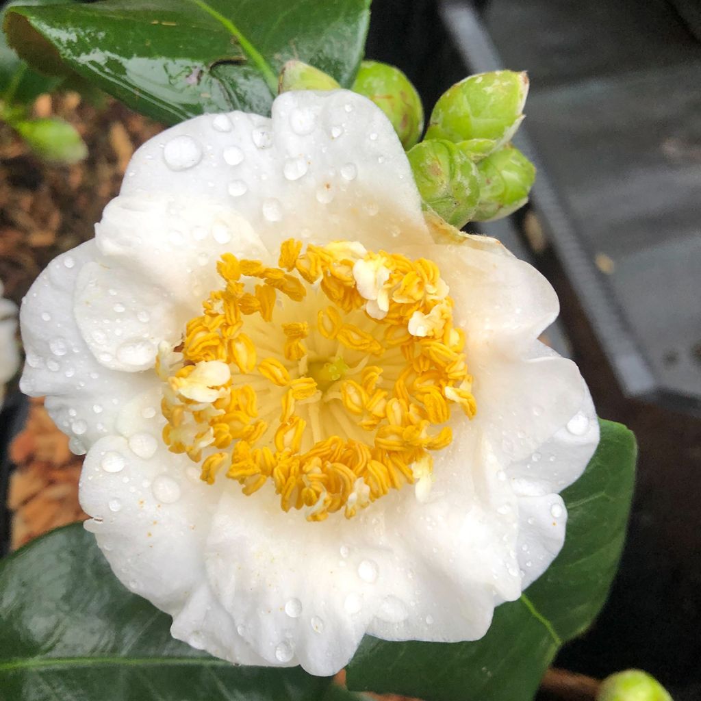 Camelia Fuji - Camellia japonica de Higo