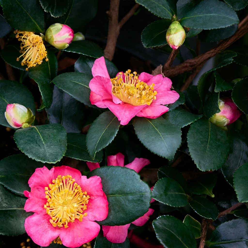 Camellia sasanqua Belinda - Herbstblühende Kamelie