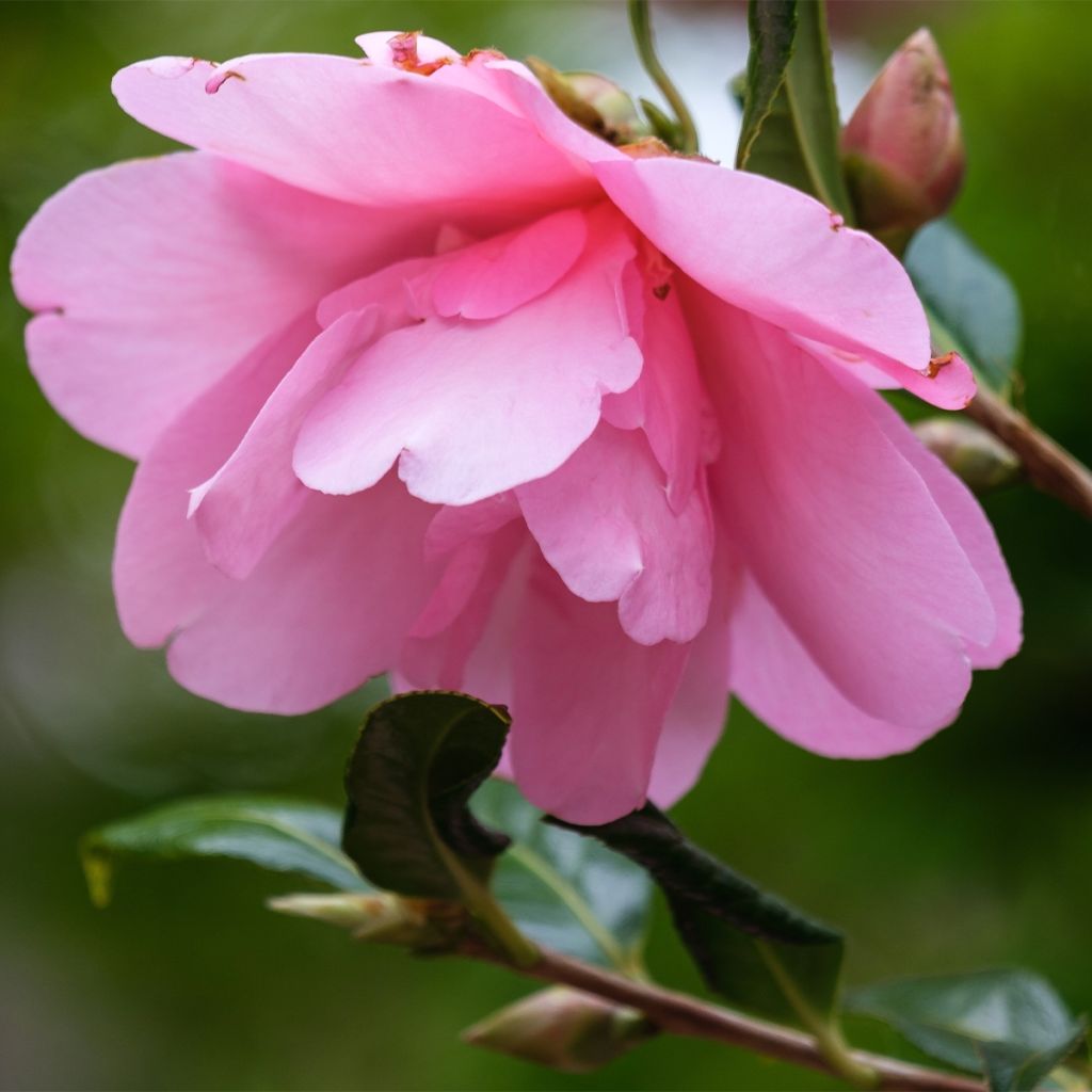 Camellia sasanqua Belinda - Herbstblühende Kamelie