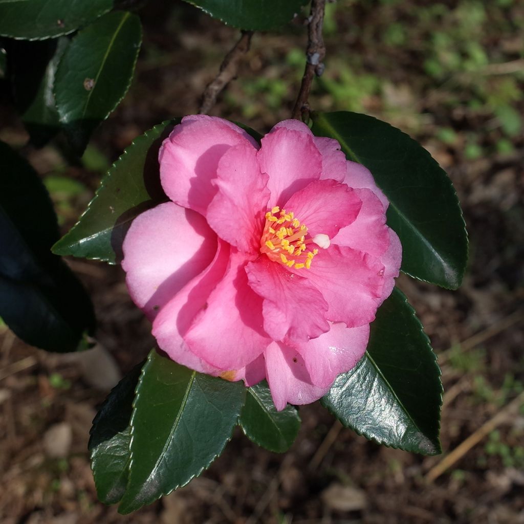 Camellia sasanqua Belinda - Herbstblühende Kamelie