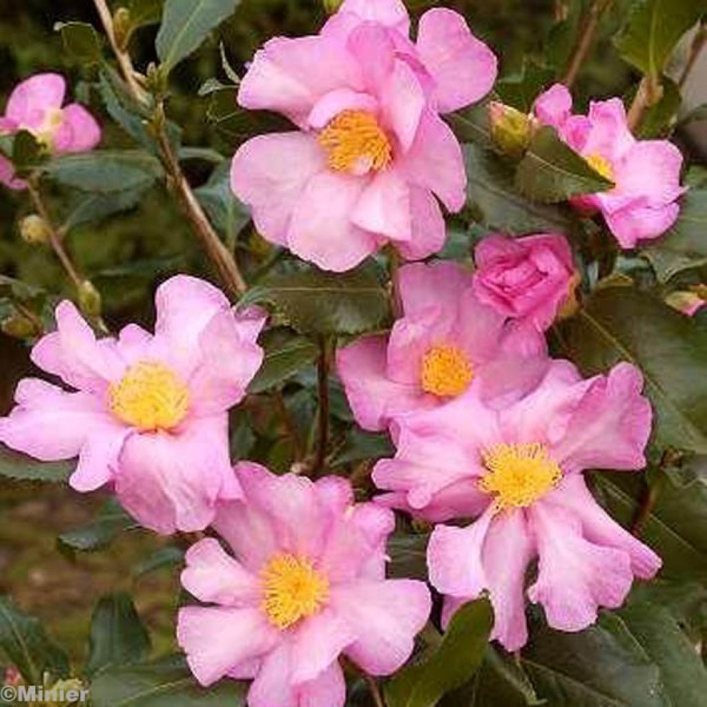 Camélia d'automne - Camellia sasanqua Cleopatra