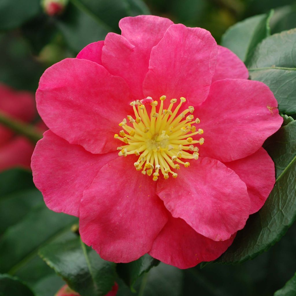 Camellia sasanqua Sekiyo - Herbstblühende Kamelie