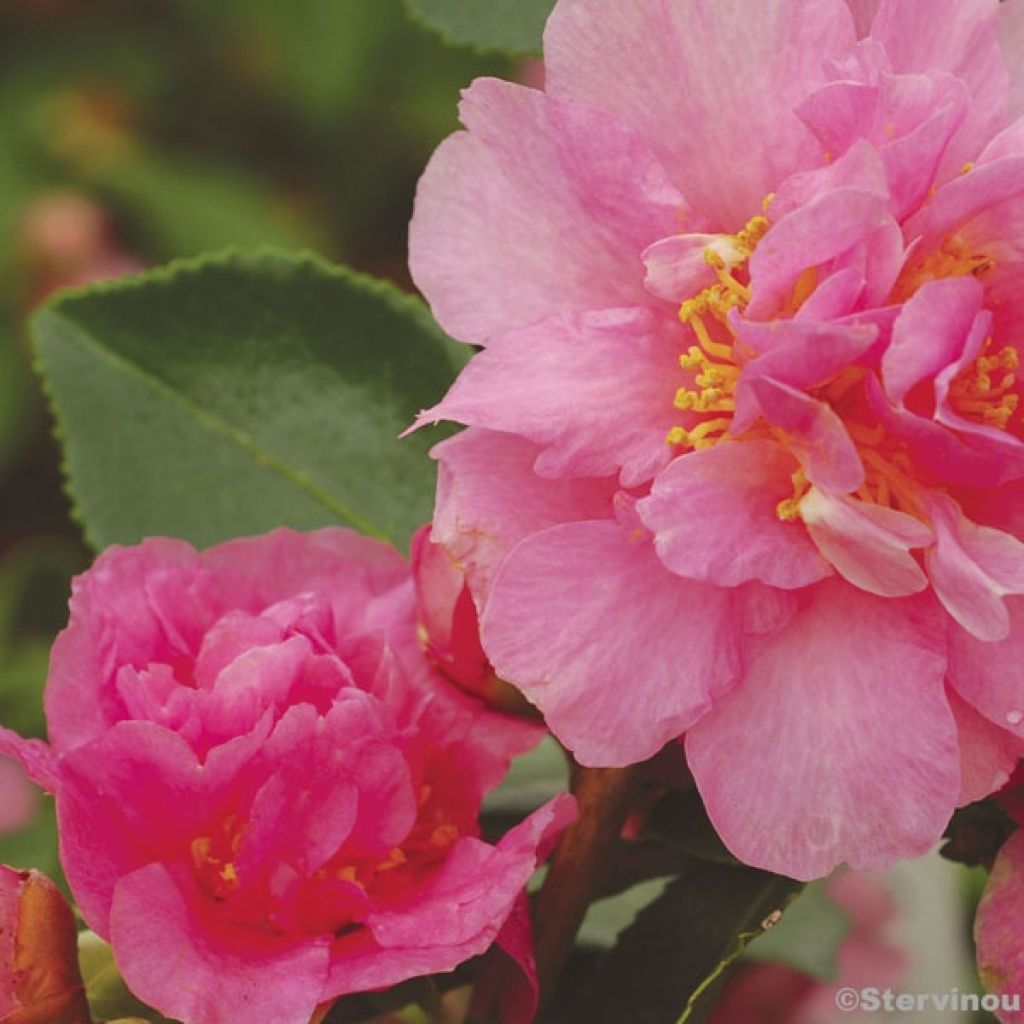 Camellia sasanqua Showa no Sakae - Herbstblühende Kamelie