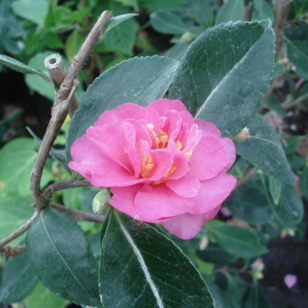 Camellia sasanqua Showa no Sakae - Herbstblühende Kamelie