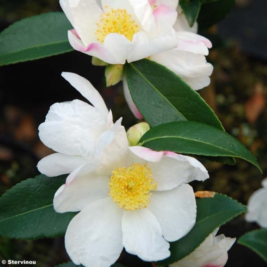 Camellia sasanqua Survivor - Herbstblühende Kamelie