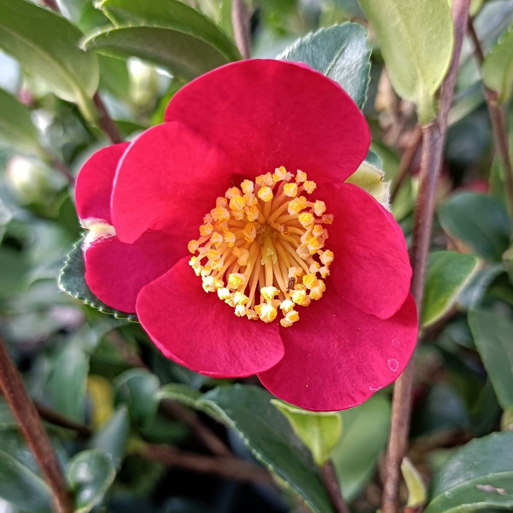 Camellia Yuletide - Kamelie