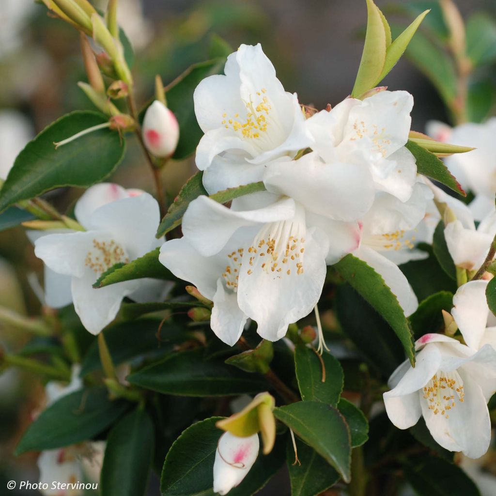 Camellia transnokoensis