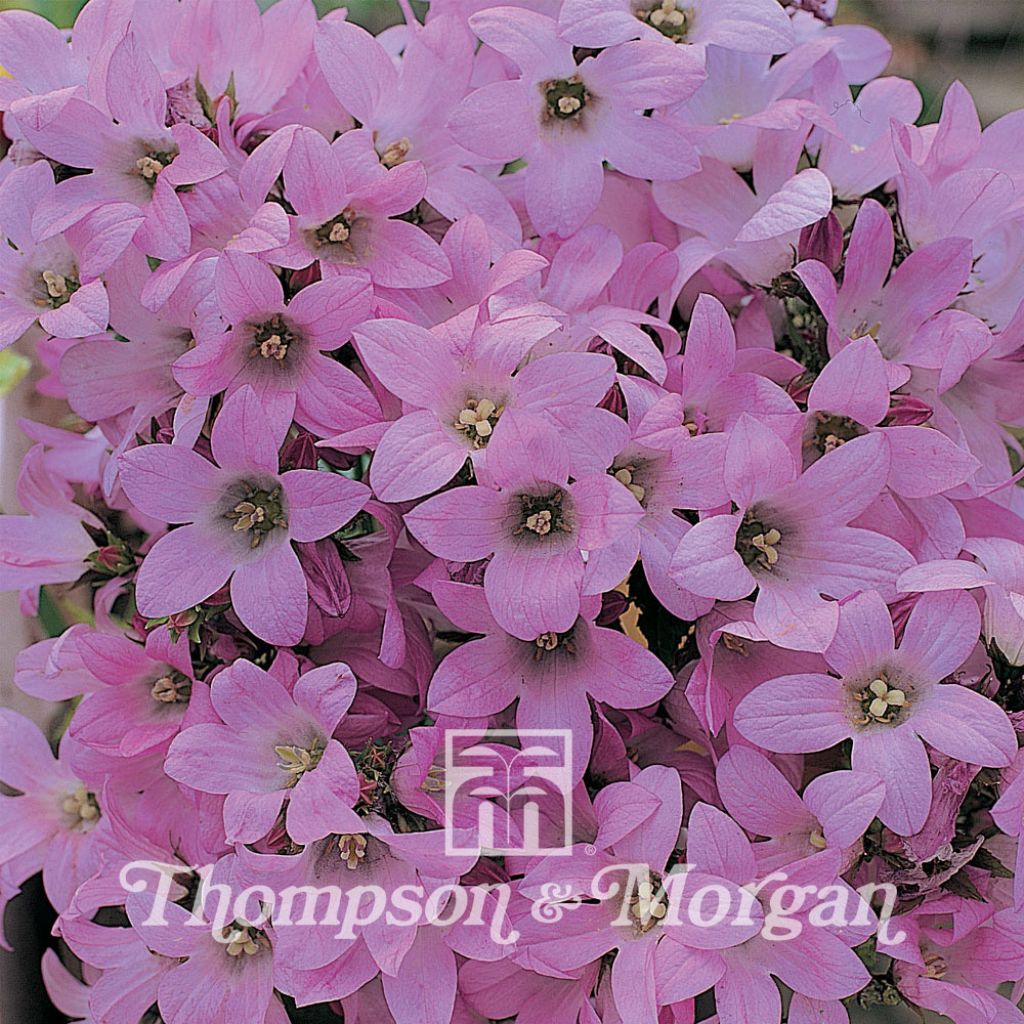 Dolden-Glockenblume Dwarf Pink (Samen) - Campanula lactiflora