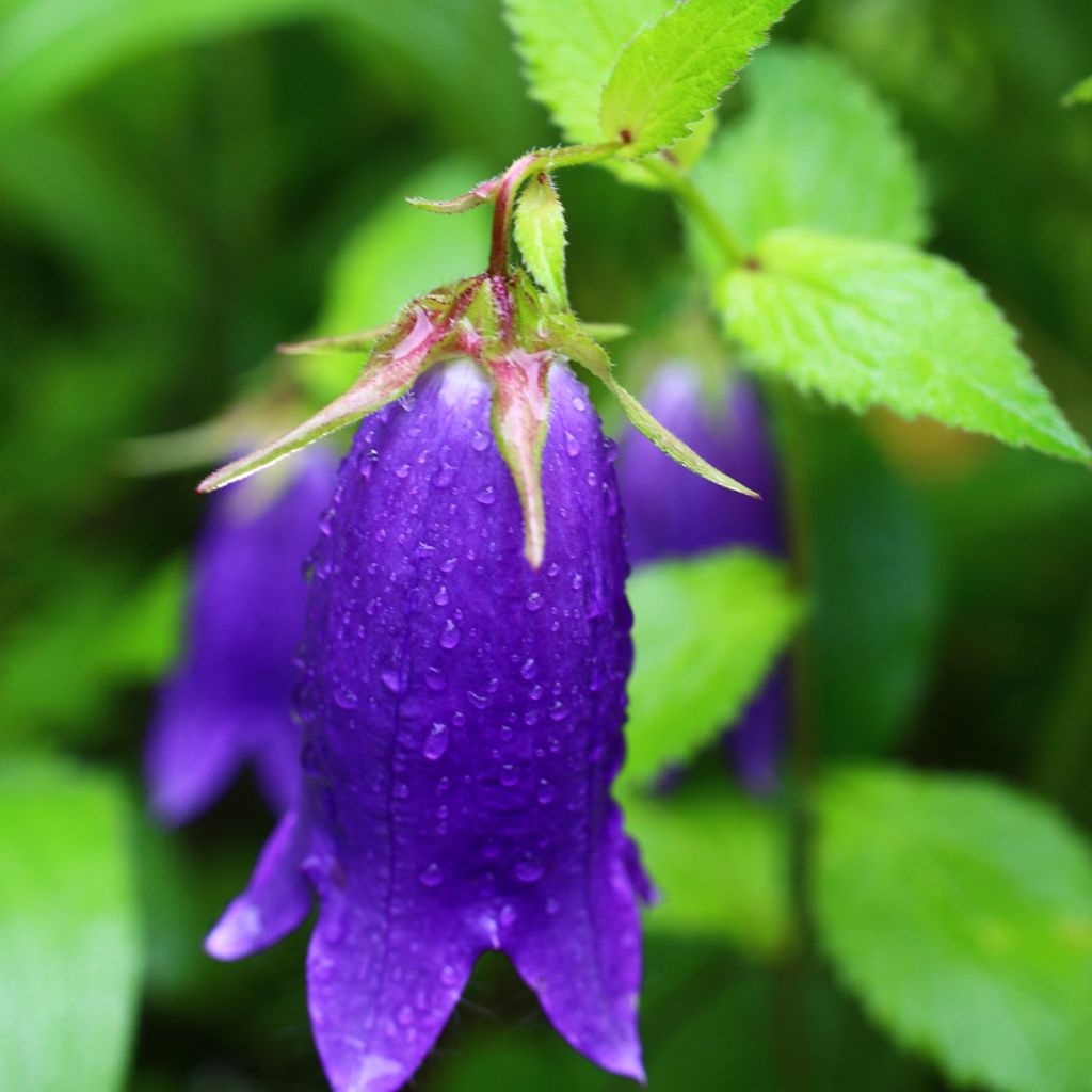 Campanula Sarastro - Großblütige Glockenblume