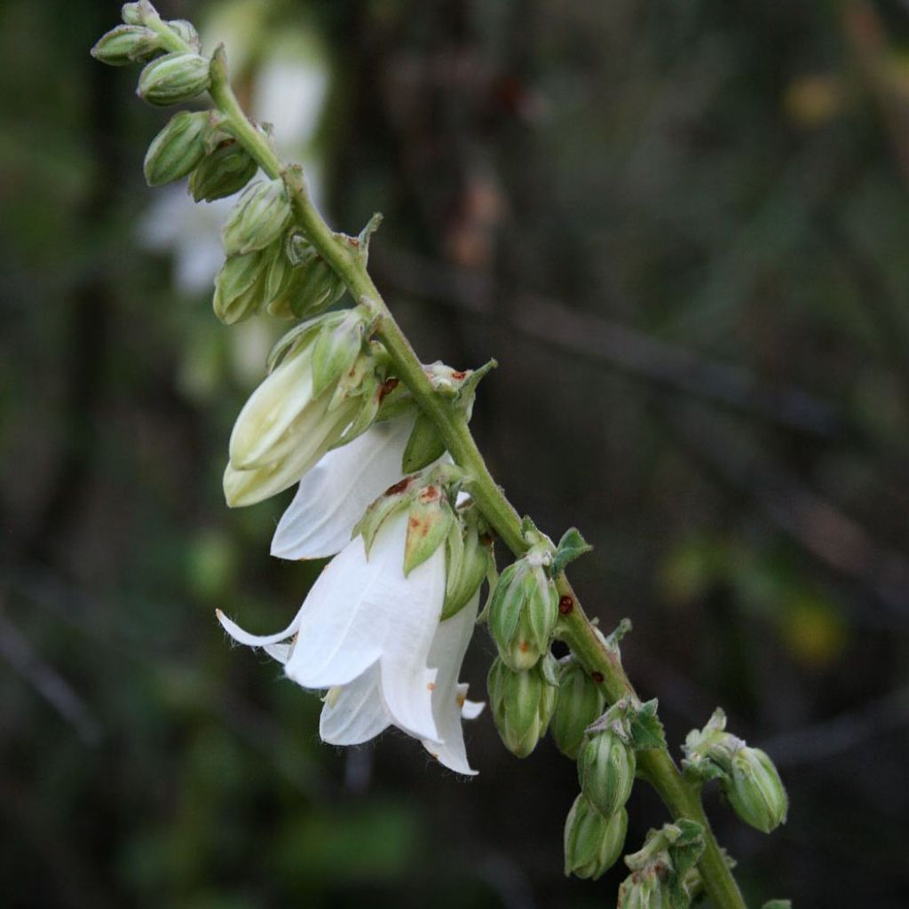 Campanula alliariifolia - Knoblauchraukenblättrige Glockenblume