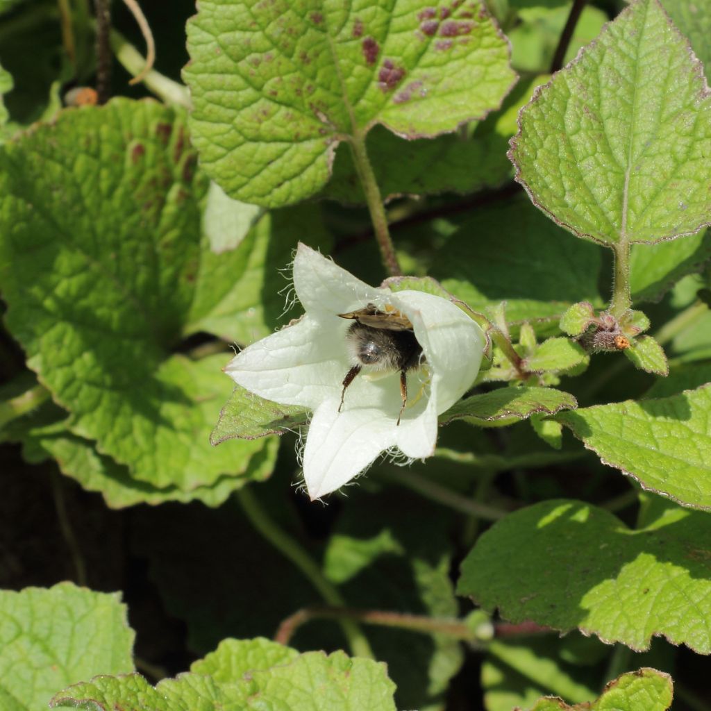 Campanula alliariifolia - Campanule à feuilles d'alliaire