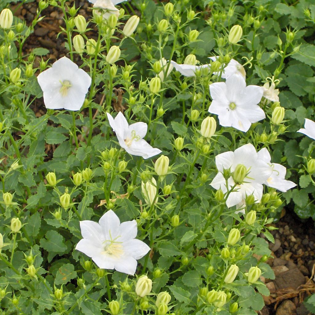 Karpaten-Glockenblume Alba - Campanula carpatica