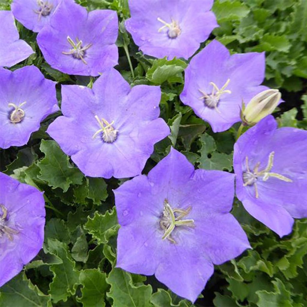 Campanula carpatica bleue - Campanule des Carpathes à fleurs bleues.