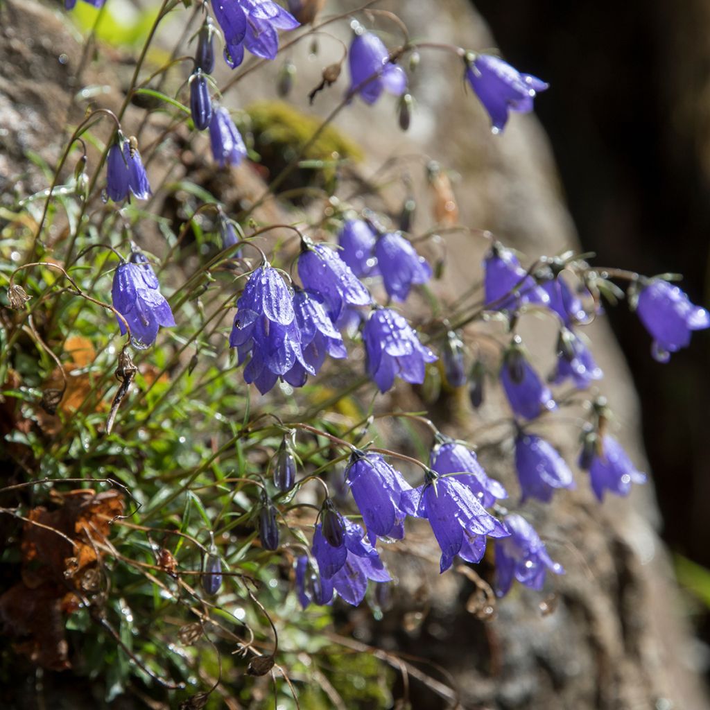 Campanula cochleariifolia - Zwerg-Glockenblume