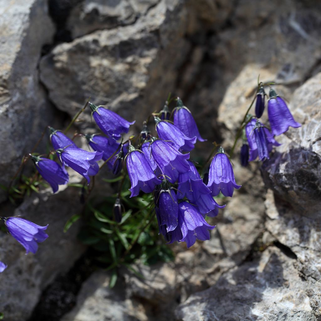 Campanula cochleariifolia - Zwerg-Glockenblume