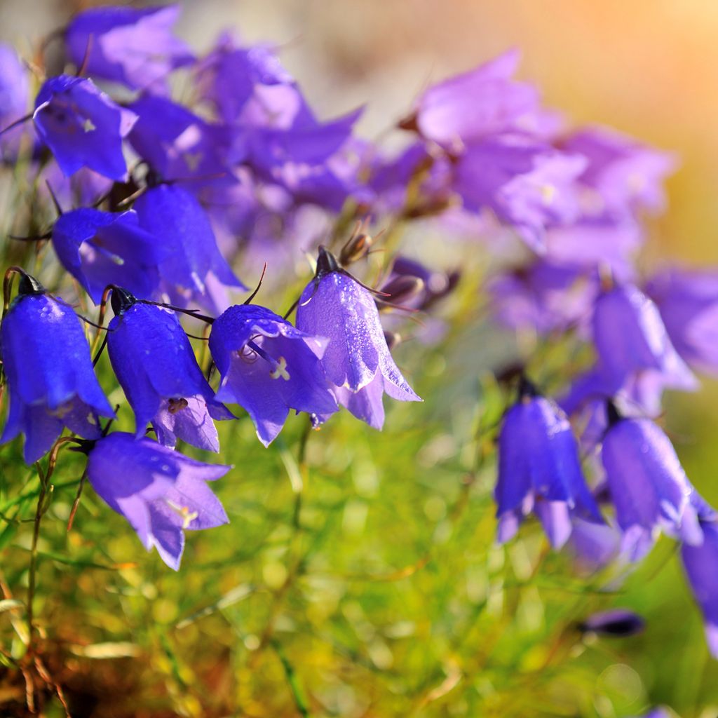 Campanula cochleariifolia - Zwerg-Glockenblume