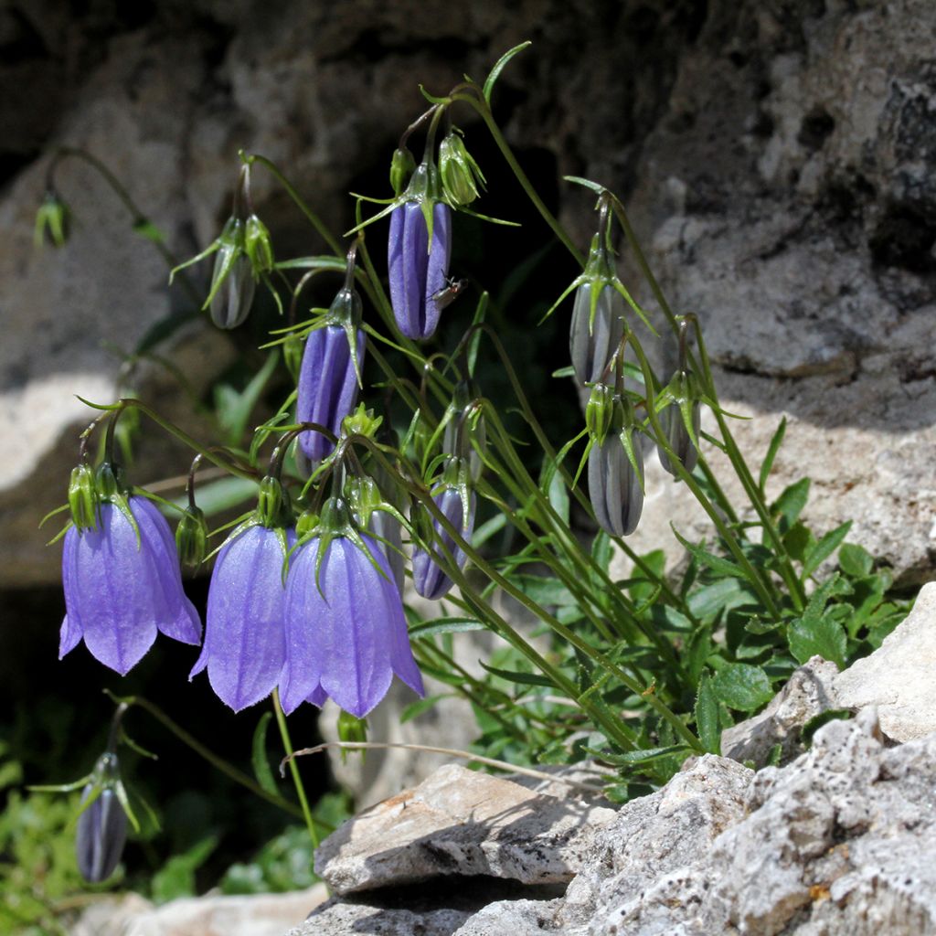 Campanula cochleariifolia - Zwerg-Glockenblume