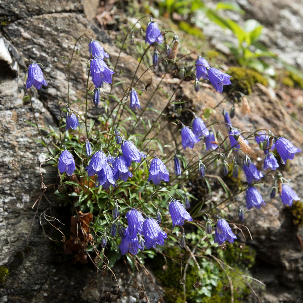 Campanula cochleariifolia - Zwerg-Glockenblume