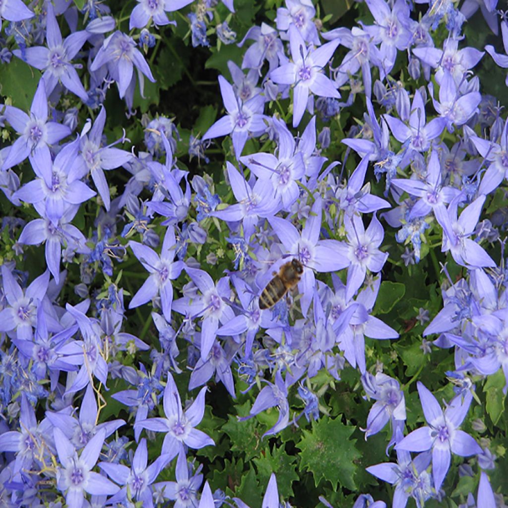 Campanula garganica - Sternpolster-Glockenblume