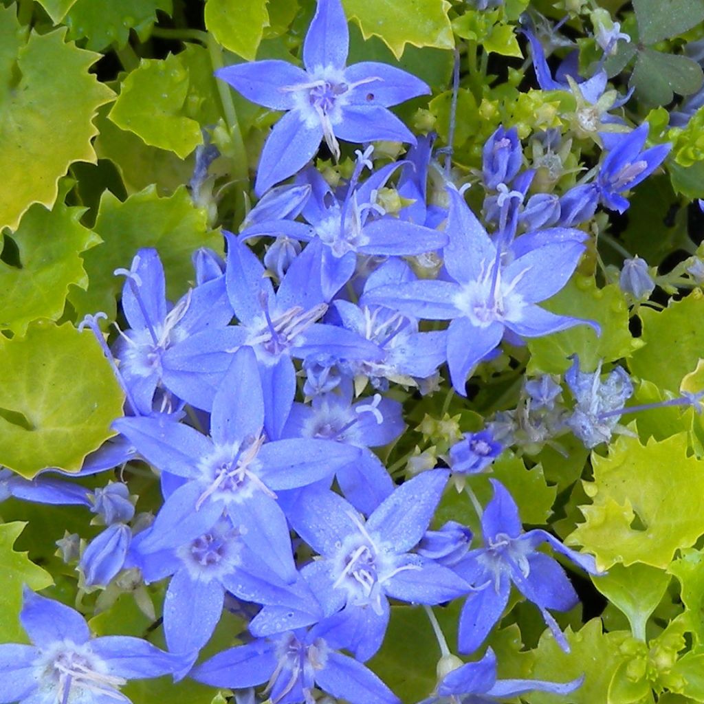 Campanula garganica Dickson s Gold - Sternpolster-Glockenblume