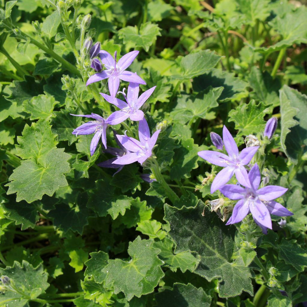 Campanula garganica - Sternpolster-Glockenblume