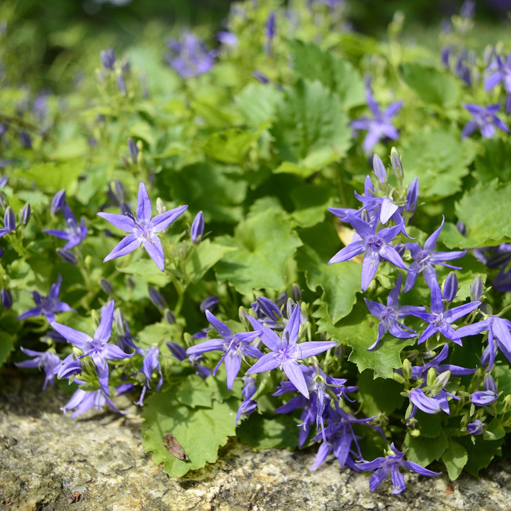 Campanula garganica - Sternpolster-Glockenblume